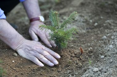 Sadzenie nowych drzewek choinkowych