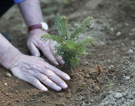 Sadzenie nowych drzewek choinkowych